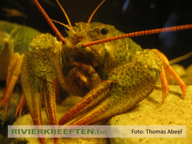 Vrouwelijke Turkse rivierkreeft met typische olijfgroene kleur